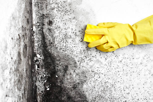 Best Residential Mold Remediation in North College Hill, OH