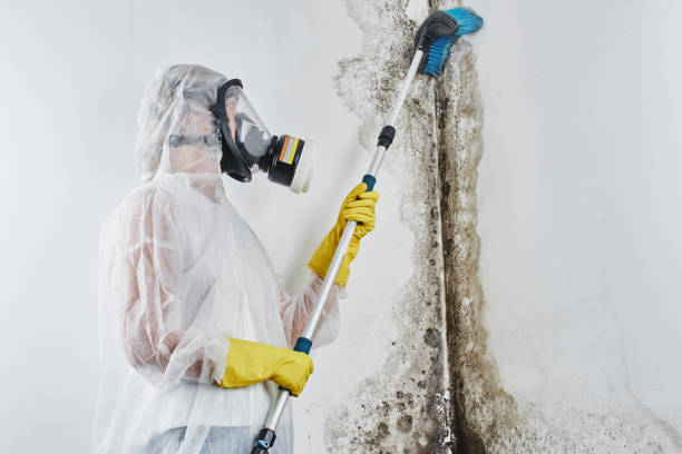 Best Bathroom Mold Remediation in North College Hill, OH