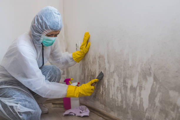 Best Emergency Mold Remediation in North College Hill, OH