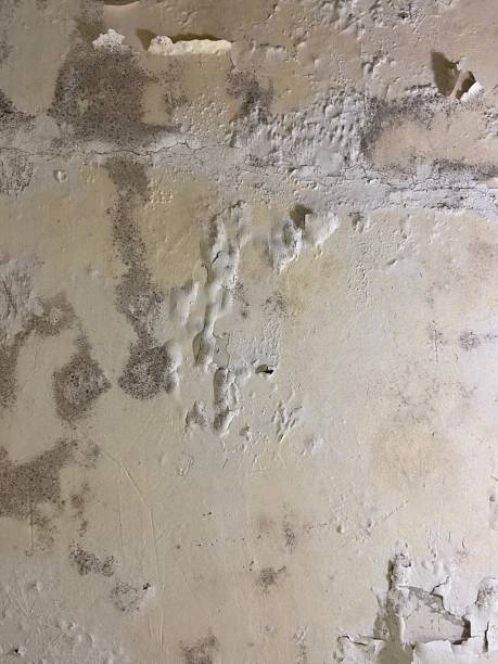 Best Industrial Mold Remediation in North College Hill, OH