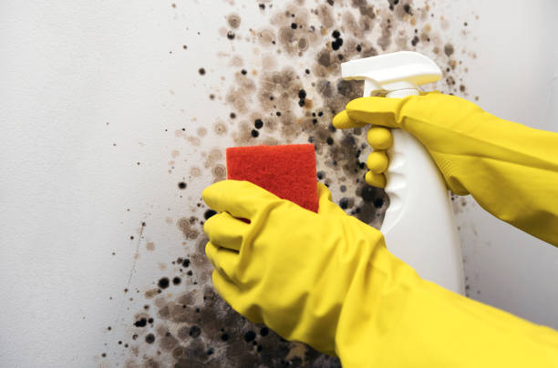 Best Emergency Mold Remediation in North College Hill, OH