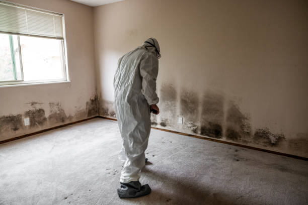 Best Basement Mold Remediation in North College Hill, OH